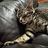 Grizzly is registered to the contest to win money with this photo: animal, cat, close_up, comfort, cozy, cute, feline, fur, indoor, kitten, leather_couch, paw, pet, relaxation, resting, sleeping, striped, tabby, whiskers, young