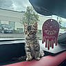 air_freshener, animal, car, car_interior, cat, chemical_guys, cloudy_sky, cute, dashboard, fur, kitten, parking_lot, pet, raindrops, red_leather, tabby, tree, whiskers, window, young
