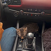 Grizzly is registered to the contest to win money with this photo: animal, car_interior, cat, center_console, controls, cozy, cute, dashboard, gear_shift, jeans, kitten, modern_car, orange_jacket, person, pet, road_trip, screen, sleeping, tabby, travel