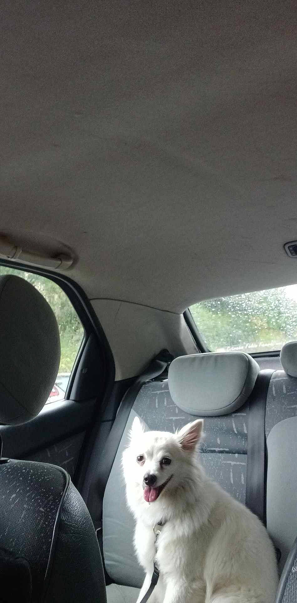 Julie participe au concours pour gagner de l'argent avec cette photo : auto_part, automotive_exterior, automotive_mirror, automotive_window_part, car, car_seat, car_seat_cover, carnivore, companion_dog, dog, dog_breed, family_car, glass, head_restraint, samoyed, tints_and_shades, vehicle, vehicle_door, window, windshield