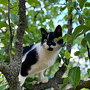 Maïdo participe au concours pour gagner de l'argent avec cette photo : alert, animal, background_blur, black_and_white, branch, cat, close_up, curious, daylight, eyes, feline, fur, green_leaves, mammal, nature, outdoor, pet, tree, whiskers, wildlife