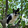 alert, animal, background_blur, black_and_white, branch, cat, close_up, curious, daylight, eyes, feline, fur, green_leaves, mammal, nature, outdoor, pet, tree, whiskers, wildlife