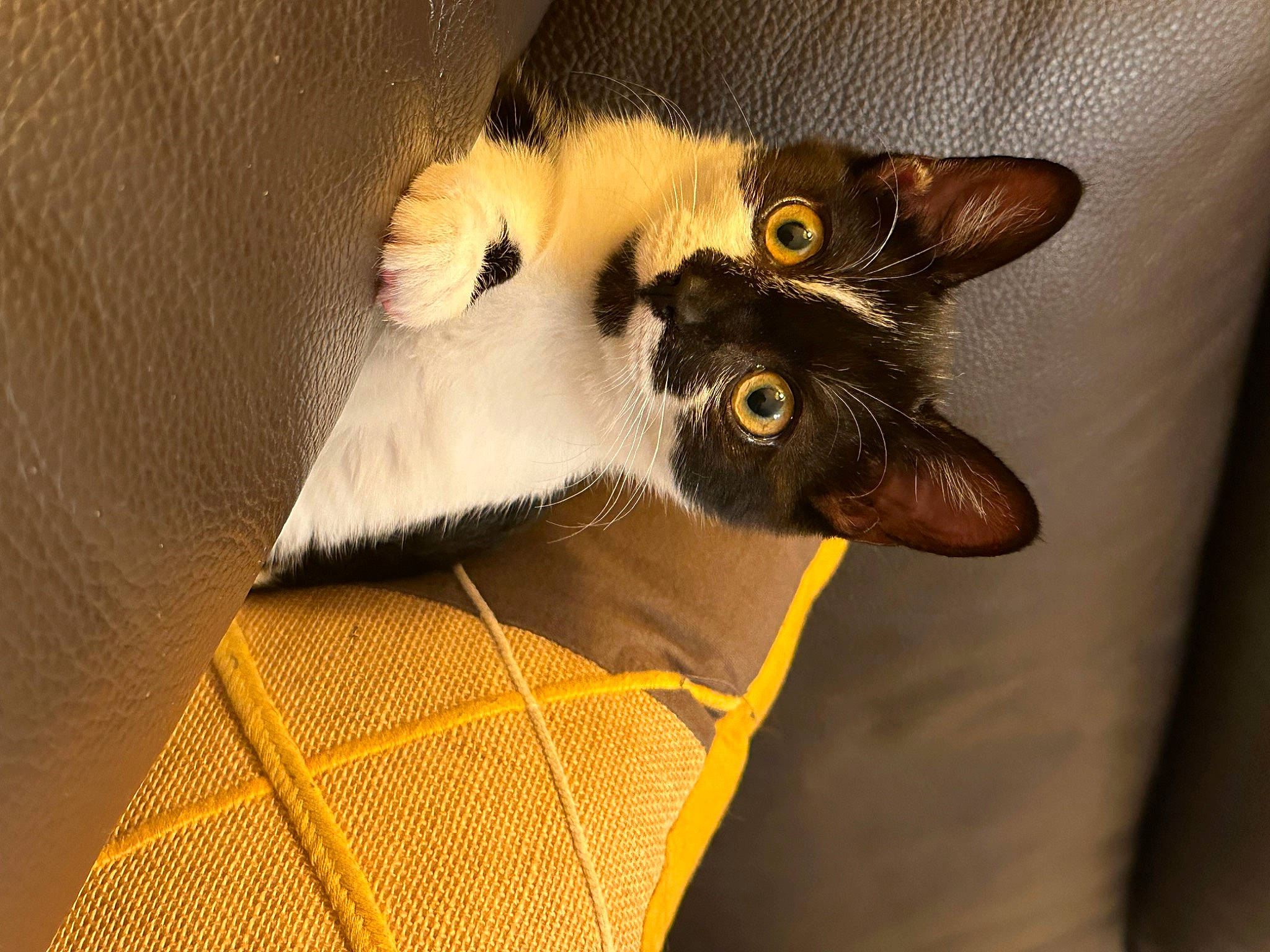 Maïdo a rejoint le concours — aidez-le/la à gagner de superbes lots ! balinese, black_cat, carnivore, cat, cat_supply, claw, comfort, domestic_short_haired_cat, ear, eye, fawn, felidae, fur, head, paw, siamese, small_to_medium_sized_cats, snout, tail, whiskers