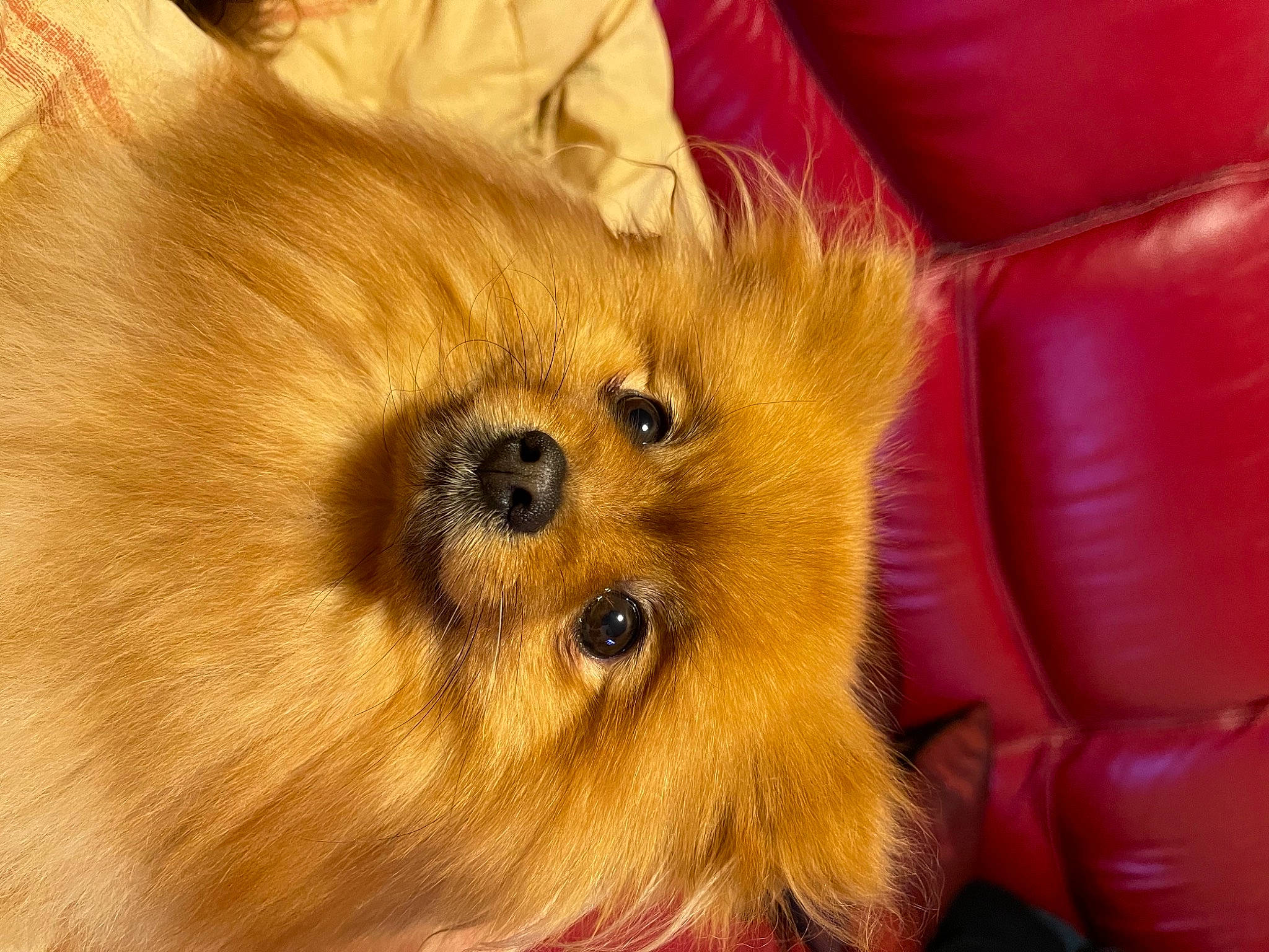 Fluffy a rejoint le concours — aidez-le/la à gagner de superbes lots ! ancient_dog_breeds, canidae, carnivore, companion_dog, dog, dog_breed, fawn, fur, german_spitz, german_spitz_klein, german_spitz_mittel, liver, non_sporting_group, snout, spitz, sporting_group, toy_dog, volpino_italiano, whiskers, working_animal