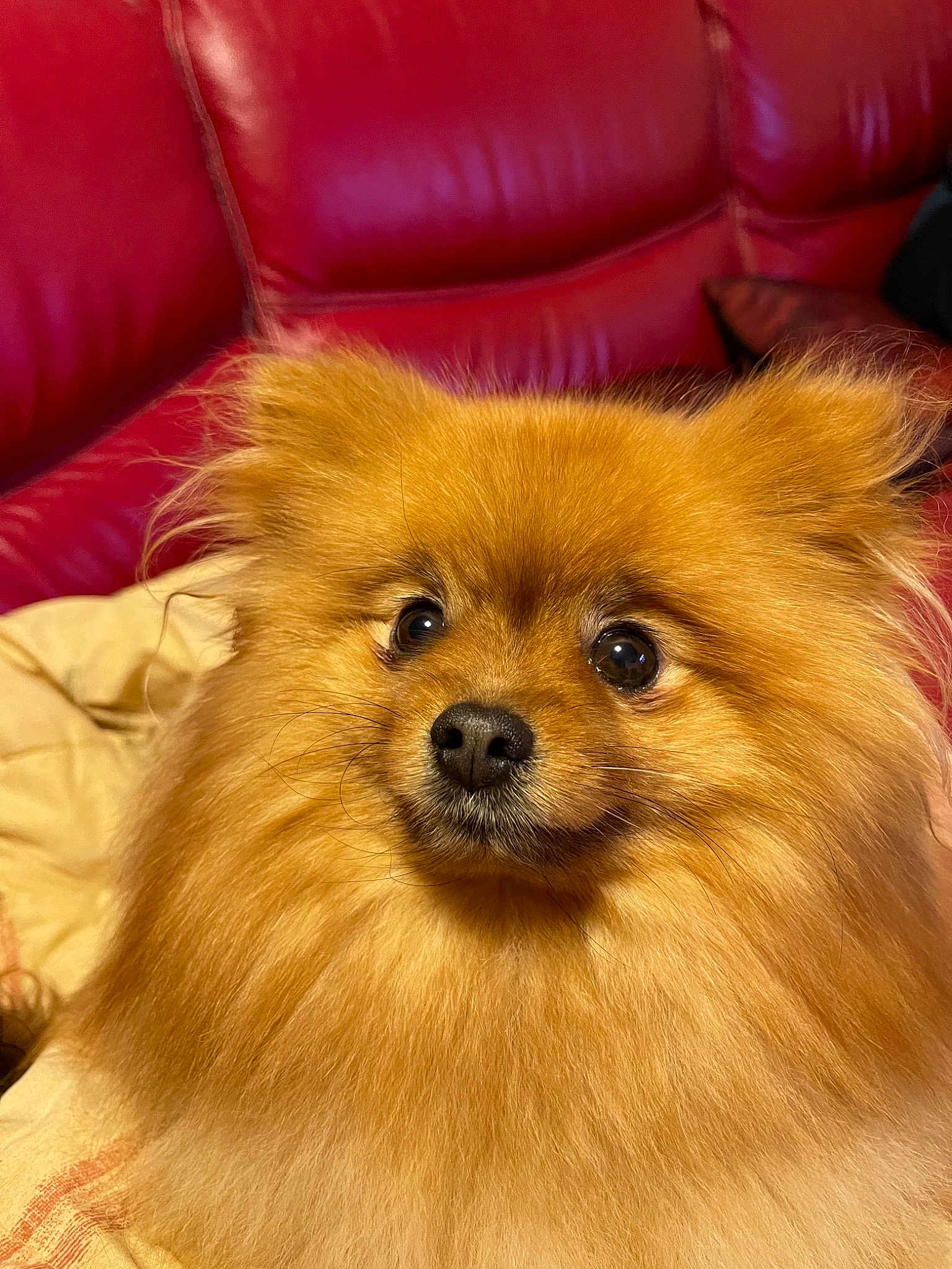 Fluffy