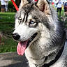 dog, husky, siberian_husky, canine, pet, animal, portrait, outdoor, park, leash, collar, black_and_white, fluffy, long_hair, blue_eyes, panting, tongue, pointed_ears, standing, nature