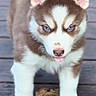 Thor And Luna is registered to the contest to win money with this photo: dog, puppy, husky, siberian_husky, blue_eyes, fluffy, brown_and_white, standing, outdoor, wooden_deck, portrait, close_up, pet, canine, pointed_ears, tail, paws, open_mouth, cute, animal