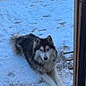 dog, husky, siberian_husky, snow, winter, outdoors, animal, pet, fluffy, fur, black_and_white, blue_eyes, face, portrait, sitting, lying_down, glass_door, window, doorway, paw_prints
