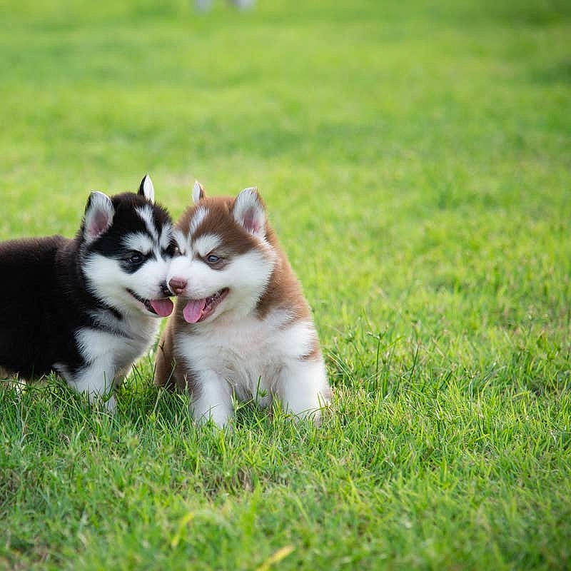 Thor And Luna
