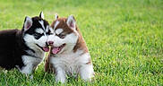 Thor And Luna joined the competition — help win amazing prizes! puppies, dogs, husky, siberian_husky, black_and_white_dog, brown_and_white_dog, grass, outdoor, field, animal, pet, fluffy, young_dog, sitting, smiling, tongue, ears, fur, nature, portrait