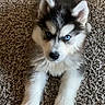 Thor And Luna joined the competition — help win amazing prizes! puppy, dog, husky, siberian_husky, fluffy, heterochromia, blue_eye, black_and_white, lying_down, carpet, indoor, portrait, close_up, cute, adorable, fur, paws, ears, pet, animal