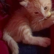 Tiger joined the competition — help win amazing prizes! kitten, cat, orange_cat, fluffy, fur, white_paws, animal, pet, young_animal, whiskers, ears, eyes, nose, lying_down, indoors, dark_background, fabric, close_up, portrait, cute