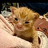 kitten, cat, orange, tabby, feline, animal, pet, portrait, close_up, face, eyes, whiskers, ears, fur, blanket, cozy, indoors, cuddly, sleeping_area, cute