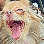 Easy participe au concours pour gagner de l'argent avec cette photo : dog, canine, tongue, mouth_open, fluffy, closeup, pet, animal, yawning, happy, car_interior, person_partial, fur, whiskers, teeth, light_brown, cute, expression, indoors, companion