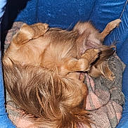 Easy a rejoint le concours — aidez-le/la à gagner de superbes lots ! dog, long_hair, sleeping, pet_bed, blanket, cozy, resting, animal, fur, paw, cute, indoor, canine, small_dog, relaxing, napping, comfort, domestic_animal, bed, furry