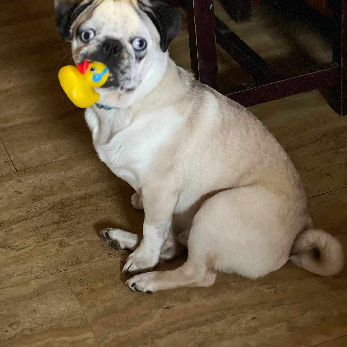 Duke is registered to the contest to win money with this photo: animal, ball, boxer, bulldog, canine, dog, frenchbulldog, hardwood, hound, indoors, interiordesign, pet, pitbull, pug, puppy, sport, tennis, tennisball, whitedog, wood