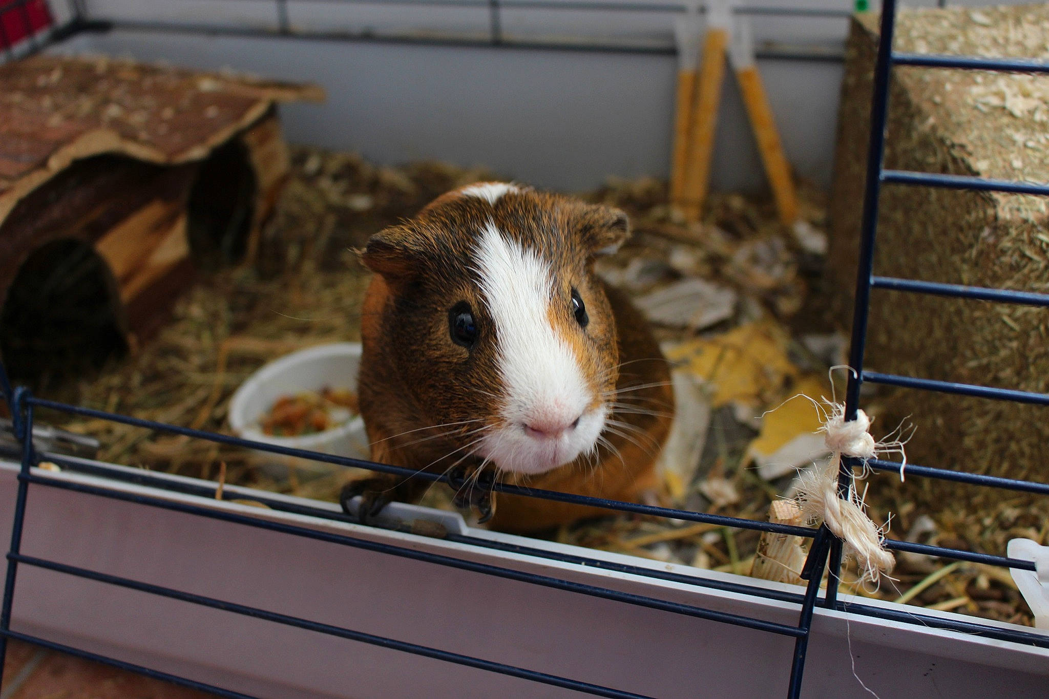 Hamtaro participe au concours pour gagner de l'argent avec cette photo : animal_shelter, cage, fawn, gerbil, guinea_pig, hamster, mammal, mouse, muridae, muroidea, rat, rodent, snout, whiskers, wildlife