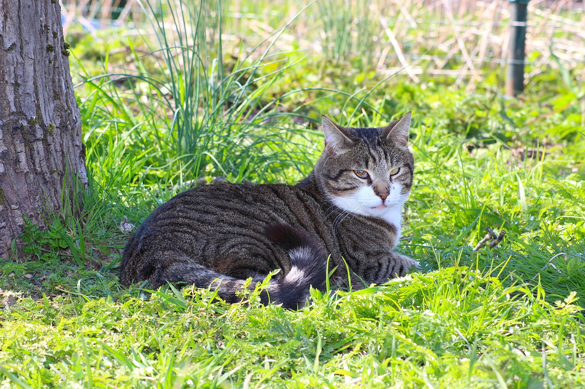 Lilo a rejoint le concours — aidez-le/la à gagner de superbes lots ! carnivore, cat, domestic_short_haired_cat, dragon_li, european_shorthair, felidae, grass, plant, small_to_medium_sized_cats, tabby_cat, tree, whiskers, wild_cat, wildlife
