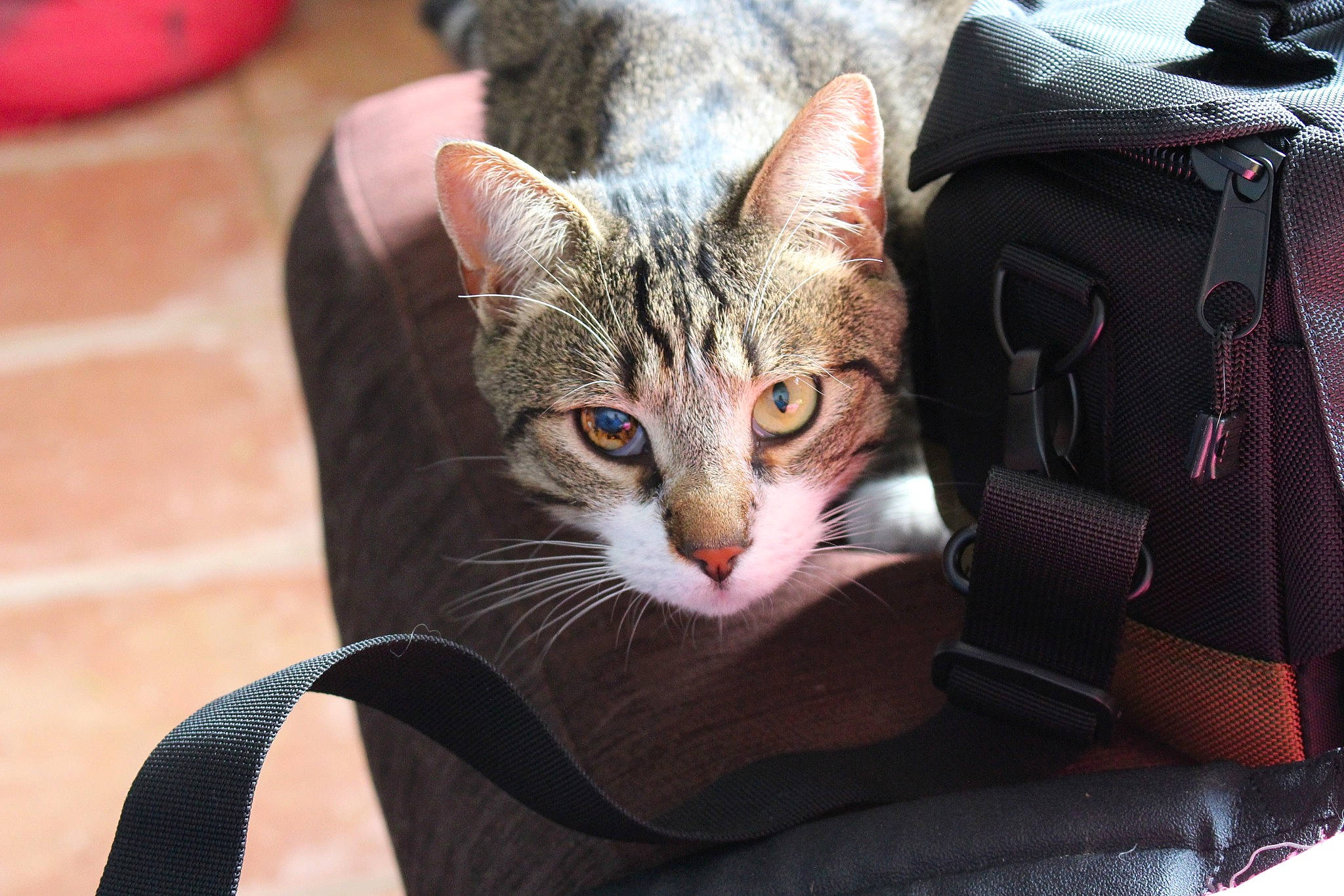 Lilo participe au concours pour gagner de l'argent avec cette photo : aegean_cat, american_shorthair, asian, carnivore, cat, domestic_short_haired_cat, egyptian_mau, european_shorthair, felidae, fur, kitten, mammal, small_to_medium_sized_cats, tabby_cat, whiskers