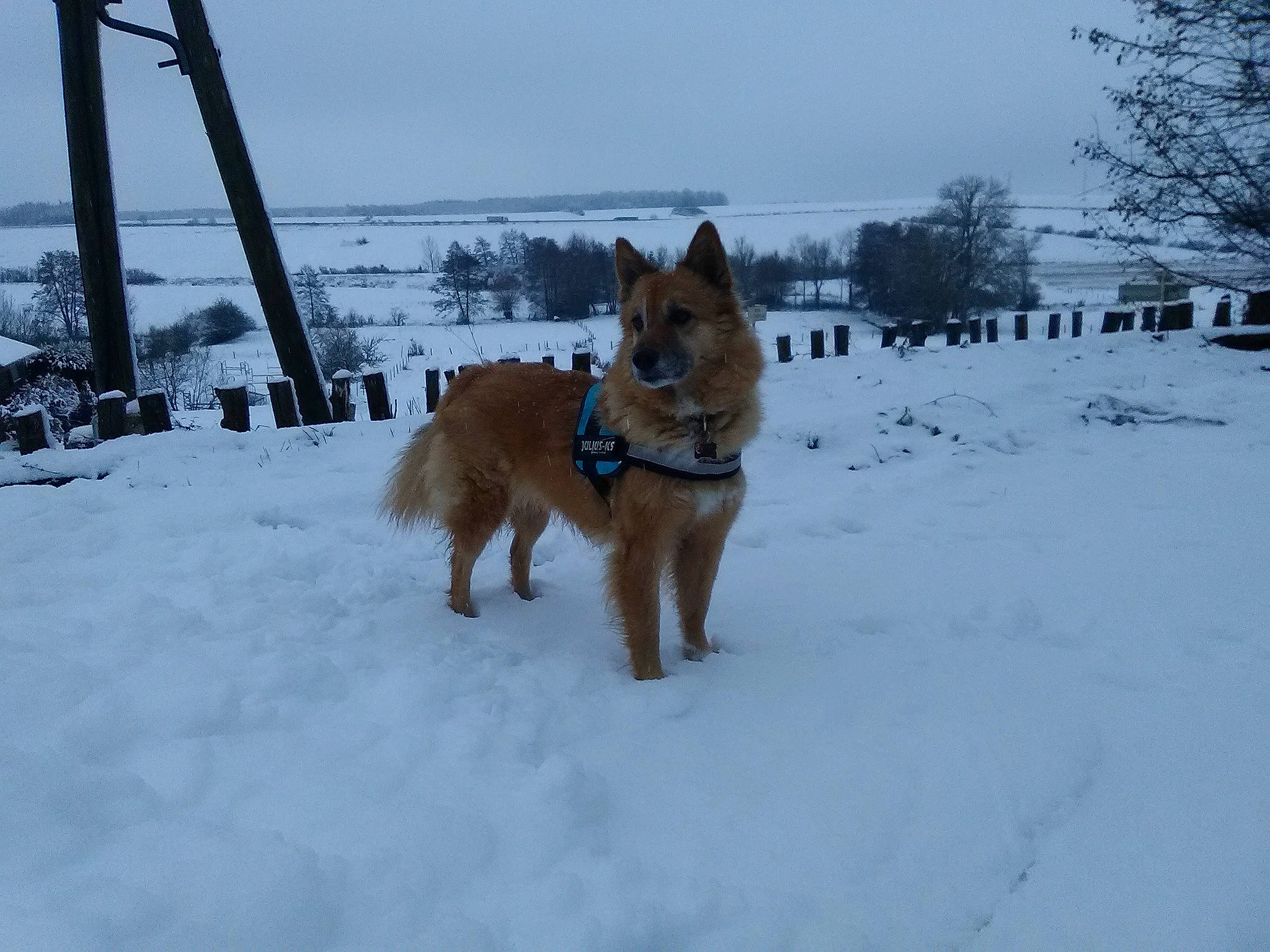 Chipie participe au concours pour gagner de l'argent avec cette photo : canidae, carnivore, dog, dog_breed, finnish_spitz, freezing, mammal, snow, sporting_group, vertebrate, winter