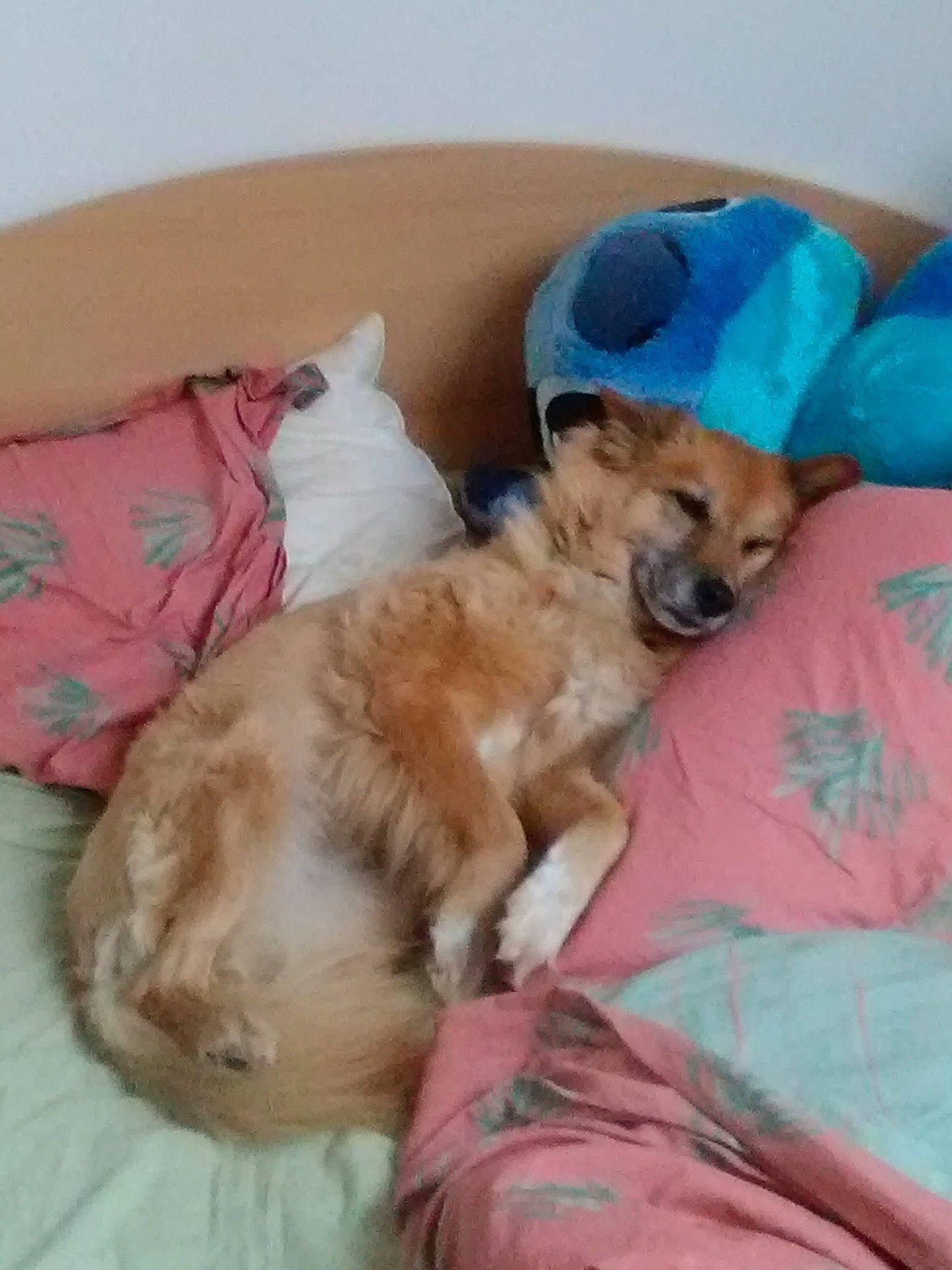 Chipie a rejoint le concours — aidez-le/la à gagner de superbes lots ! canidae, carnivore, chihuahua, companion_dog, dog, dog_breed, fawn, golden_retriever, lhasa_apso, nap, pomeranian, puppy, puppy_love, shih_tzu, sleep, sporting_group