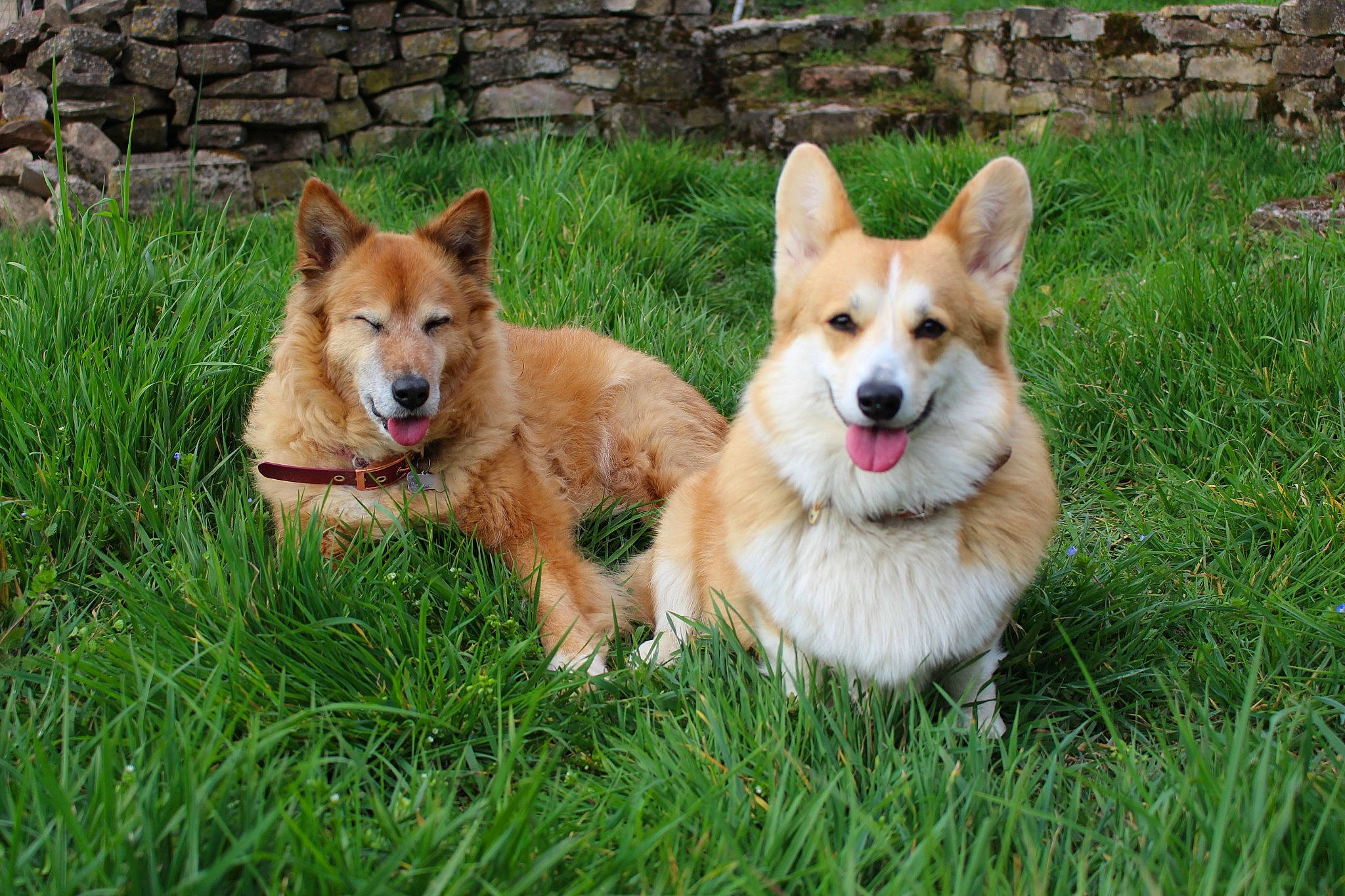 Nude participe au concours pour gagner de l'argent avec cette photo : ancient_dog_breeds, canaan_dog, canidae, cardigan_welsh_corgi, carnivore, carolina_dog, companion_dog, dingo, dog, dog_breed, fawn, grass, icelandic_sheepdog, mammal, norwegian_buhund, norwegian_lundehund, pembroke_welsh_corgi, snout, vertebrate, welsh_corgi