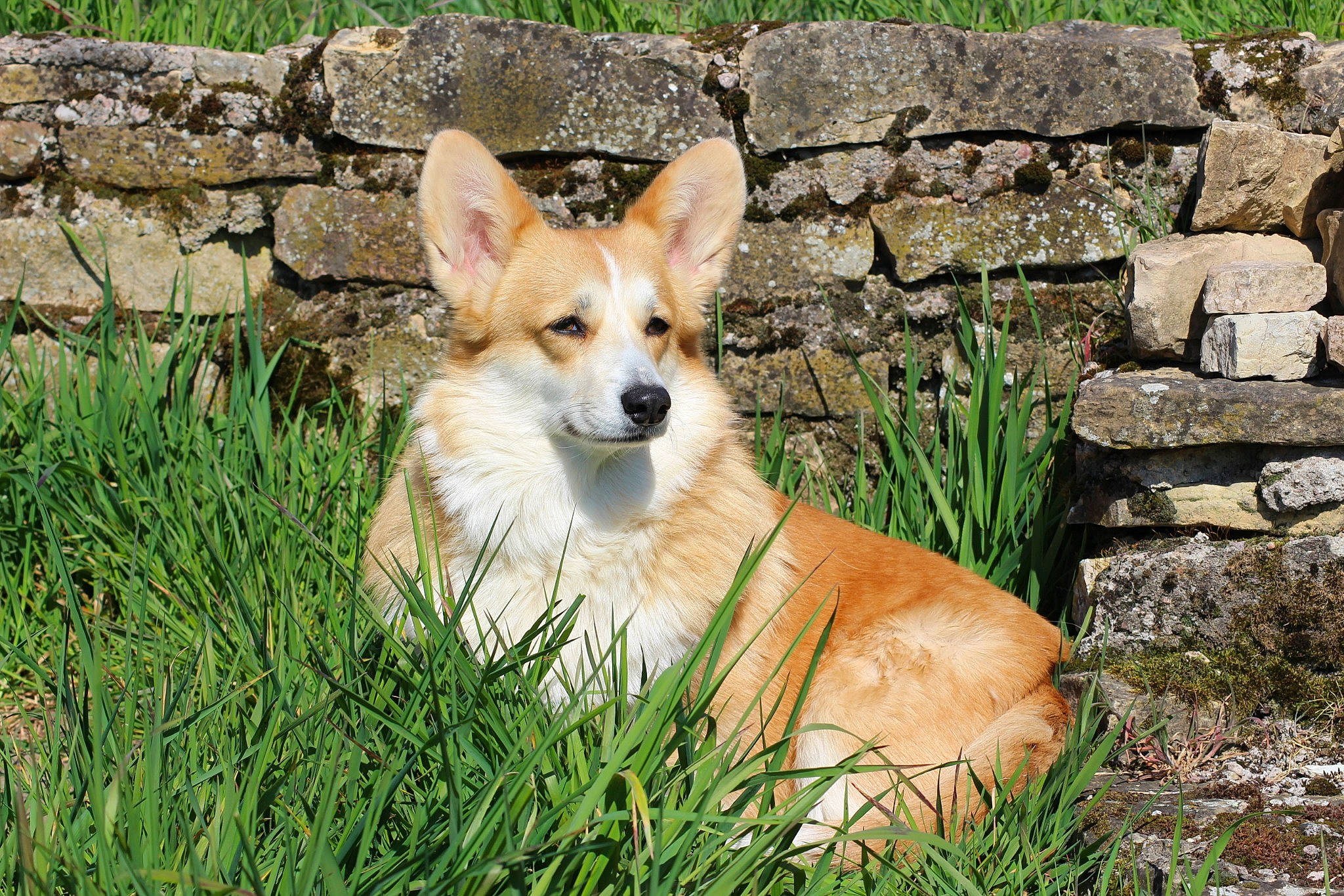 Nude a rejoint le concours — aidez-le/la à gagner de superbes lots ! ancient_dog_breeds, canidae, cardigan_welsh_corgi, carnivore, companion_dog, corgi_chihuahua, dog, dog_breed, fawn, grass, herding_dog, icelandic_sheepdog, mammal, norrbottenspets, norwegian_buhund, norwegian_lundehund, pembroke_welsh_corgi, plant, vertebrate, welsh_corgi