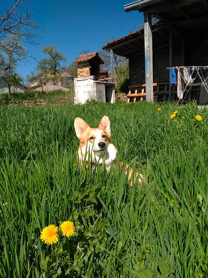 Nude participe au concours pour gagner de l'argent avec cette photo : akita, akita_inu, canidae, carnivore, companion_dog, dog, fawn, flower, grass, grass_family, lawn, meadow, pembroke_welsh_corgi, plant, prairie, puppy, shiba_inu, spring, welsh_corgi, wildflower