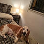 Hatchoum participe au concours pour gagner de l'argent avec cette photo : dog, basset_hound, bedroom, bed, lamp, nightstand, window, blanket, pillow, floor, wall, indoor, pet, animal, furniture, resting, canine, cozy, sleepy, domestic