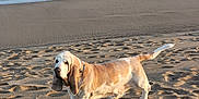 Hatchoum a rejoint le concours — aidez-le/la à gagner de superbes lots ! dog, basset_hound, beach, sand, ocean, water, waves, sunlight, outdoor, pet, canine, animal, nature, sea, shore, long_ears, walking, daytime, calm, scenic