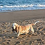 dog, basset_hound, beach, sand, ocean, water, waves, sunlight, outdoor, pet, canine, animal, nature, sea, shore, long_ears, walking, daytime, calm, scenic