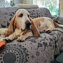Hatchoum participe au concours pour gagner de l'argent avec cette photo : dog, basset_hound, couch, indoor, pet, relaxed, living_room, blanket, patterned, ears, animal, fur, paw, window, plant, home, furniture, resting, cozy, floor