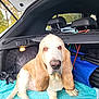 dog, basset_hound, car_interior, pet, animal, ears, blanket, travel, vehicle, canine, fur, nose, paw, leisure, resting, companion, seat, window, daylight, orange_bowl