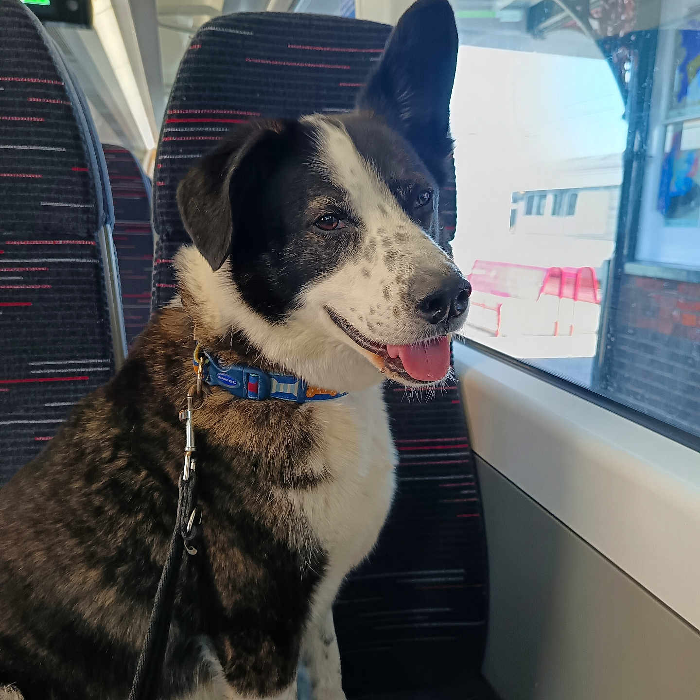 Charlie is registered to the contest to win money with this photo: animal, black_and_white, canine, collar, dog, domestic_animal, fur, happy, indoor, leash, pet, portrait, public_transport, seat, side_view, tongue_out, train, transport, travel, window