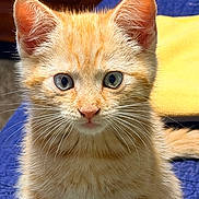 Tigger joined the competition — help win amazing prizes! cat, kitten, ginger_cat, orange_fur, fluffy, whiskers, blue_eyes, green_eyes, ears, portrait, close_up, animal, pet, indoor, blanket, blue_background, yellow_background, sitting, adorable, alert