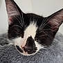 Nia is registered to the contest to win money with this photo: animal, black_and_white, cat, close_up, cozy, cute, ears, face, feline, fur, furry, indoor, kitten, nap, pet, resting, sleeping, soft, whiskers, young