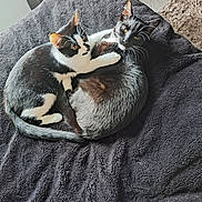 Nia is registered to the contest to win money with this photo: animal, black_and_white_cat, black_cat, blanket, carpet, cat, companionship, cozy, cuddling, cute, ears, eyes, feline, fur, indoor, pets, relaxing, resting, soft_texture, whiskers