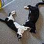 animal, black_and_white_cat, carpet, cat, companions, curious, cute, domestic_animal, floor, fur, home, indoor, lying_down, pair, pets, playful, relaxed, resting, touching_paws, whiskers
