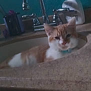 Soup joined the competition — help win amazing prizes! animal, bathroom, cat, closeup, collar, countertop, domestic_cat, faucet, feline, indoor, mammal, orange_cat, pet, quiet, relaxing, sink, soap_dispenser, toothbrush_holder, wall, white_cat