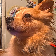 Komet The Bedhog is registered to the contest to win money with this photo: dog, fluffy, golden, indoor, pet, closeup, portrait, fur, animal, canine, ears, nose, whiskers, side_view, wall_art, colorful, soft_lighting, cute, domestic, companion