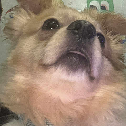 Komet The Bedhog joined the competition — help win amazing prizes! dog, close_up, fluffy, fur, pet, animal, cute, face, portrait, indoor, looking_up, whiskers, ears, nose, eyes, light, background, cartoon, soft, muzzle