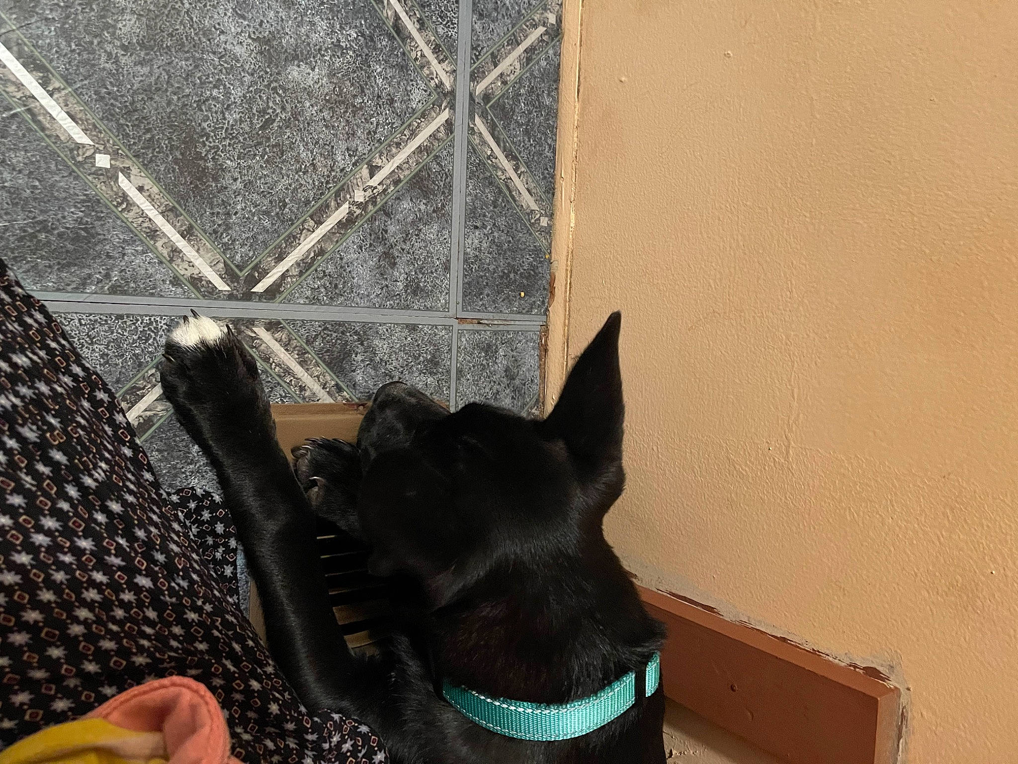 Betty joined the competition — help win amazing prizes! canidae, carnivore, collar, companion_dog, dog, dog_breed, dog_collar, fashion_accessory, fawn, flooring, guard_dog, pet_supply, snout, sporting_group, tail, terrestrial_animal, whiskers, window, wood, working_animal