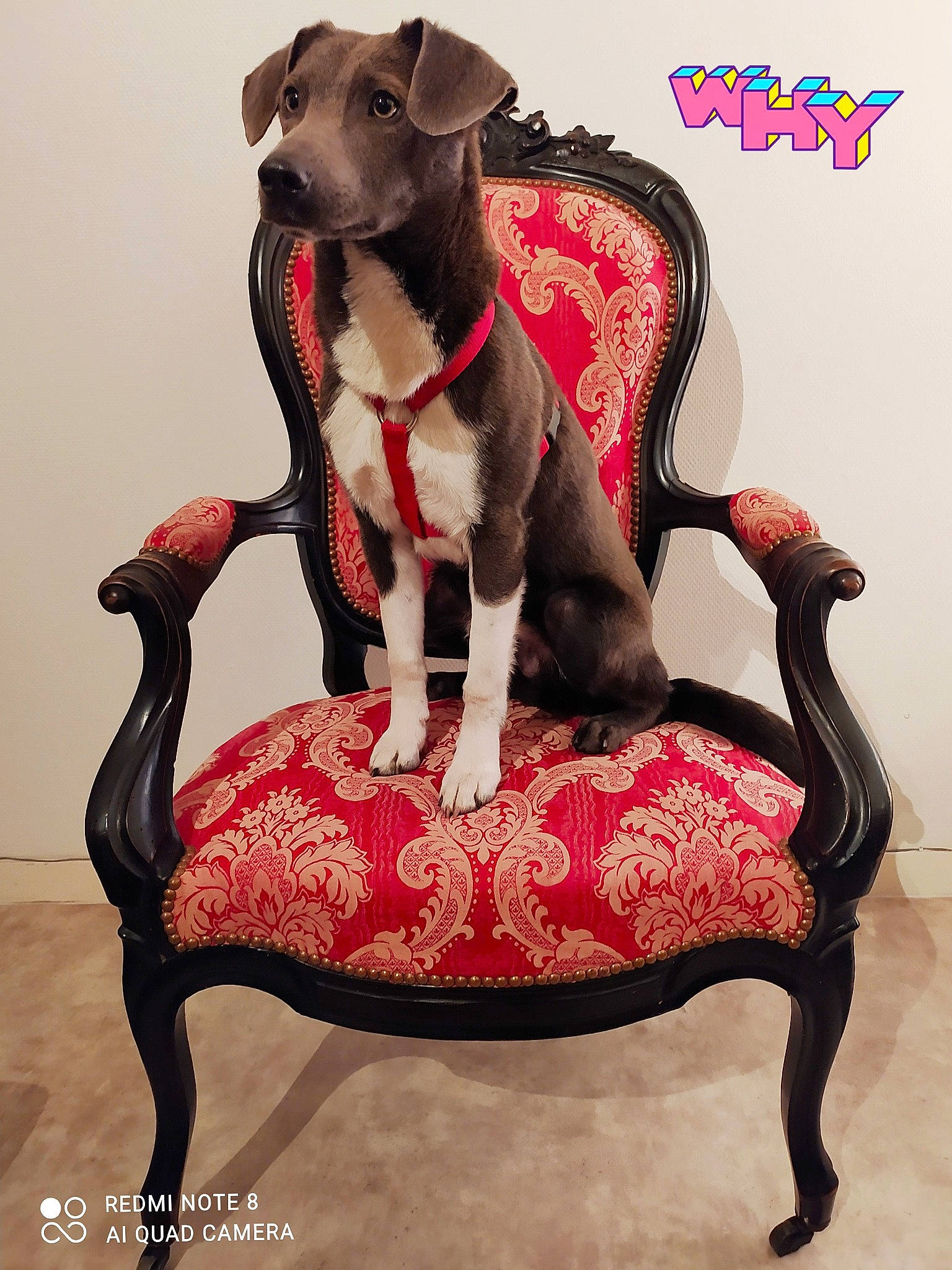 Why participe au concours pour gagner de l'argent avec cette photo : carnivore, chair, collar, comfort, companion_dog, couch, dog, dog_breed, dog_collar, dog_supply, fawn, furniture, leash, liver, magenta, pattern, pet_supply, pink, terrestrial_animal, working_animal