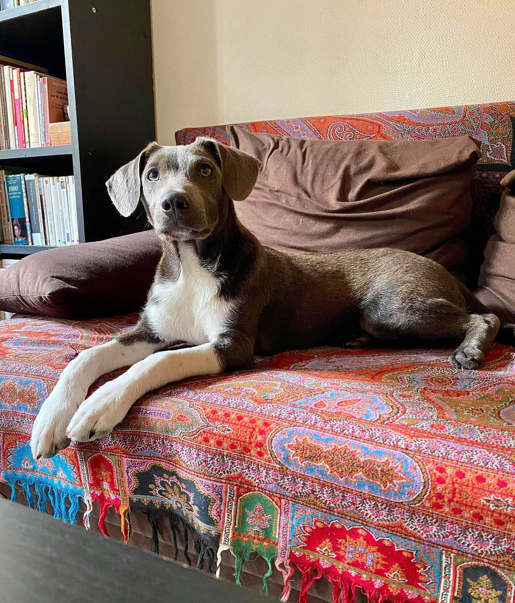Why participe au concours pour gagner de l'argent avec cette photo : bed, bedding, bookcase, carnivore, comfort, companion_dog, couch, dog, dog_breed, dog_supply, fawn, floor, flooring, furniture, hardwood, linens, shelf, shelving, window, wood