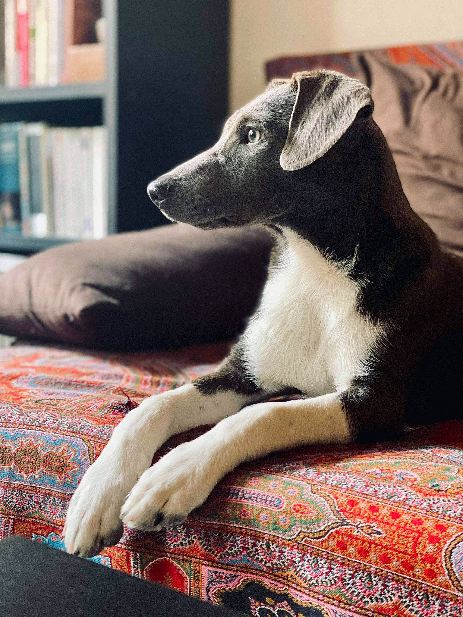 Why a rejoint le concours — aidez-le/la à gagner de superbes lots ! bookcase, canidae, carnivore, comfort, companion_dog, dog, dog_breed, fawn, fur, human_leg, linens, pattern, shelf, shelving, sitting, snout, sporting_group, terrestrial_animal, whiskers, working_animal