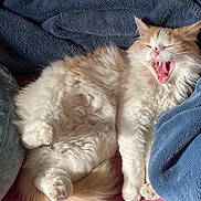 Bruxa is registered to the contest to win money with this photo: bed, blanket, cat, cozy, ears, feline, fluffy_cat, funny, fur, indoors, lying_down, open_mouth, orange_and_white, paws, pet, portrait, relaxed, tail, whiskers, yawning