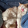 bed, blanket, cat, cozy, ears, feline, fluffy_cat, funny, fur, indoors, lying_down, open_mouth, orange_and_white, paws, pet, portrait, relaxed, tail, whiskers, yawning