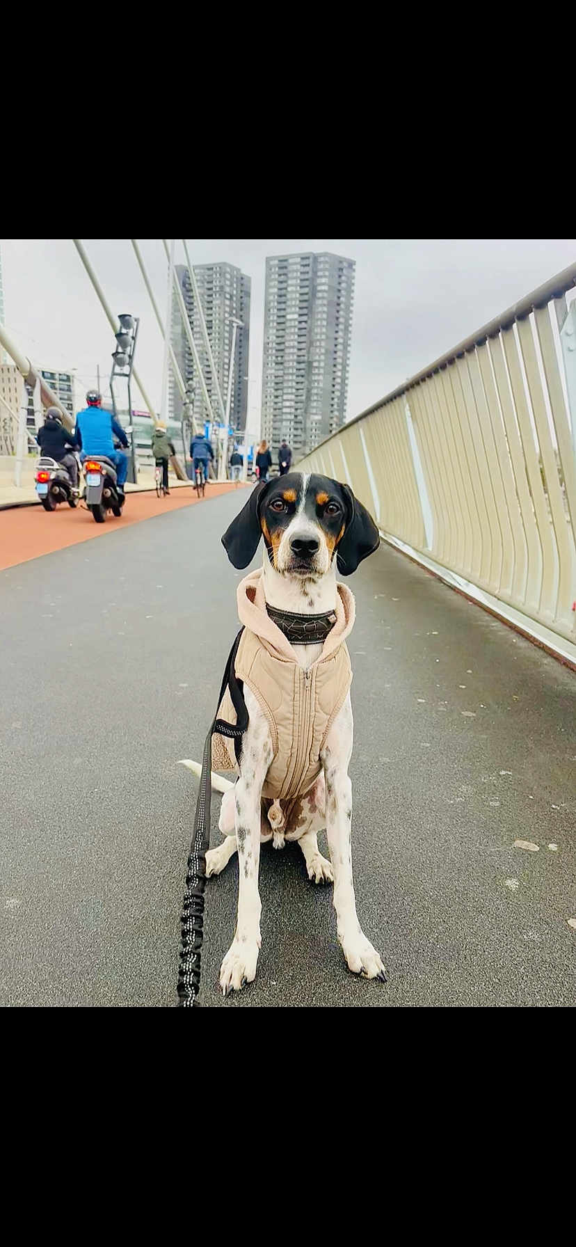 Sky a rejoint le concours — aidez-le/la à gagner de superbes lots ! dog, pet, bridge, city, urban, sidewalk, jacket, leash, buildings, cyclists, people, outdoor, pavement, sky, railing, transportation, walking, animal, canine, fashion