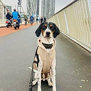 Sky is registered to the contest to win money with this photo: animal, bridge, buildings, canine, city, cyclists, dog, fashion, jacket, leash, outdoor, pavement, people, pet, railing, sidewalk, sky, transportation, urban, walking