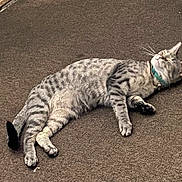 Amelia is registered to the contest to win money with this photo: cat, tabby_cat, pet, sleeping, collar, indoor, carpet, animal, feline, resting, cute, whiskers, paw, fur, domestic_animal, relaxation, mammal, quiet, peaceful, lying_down